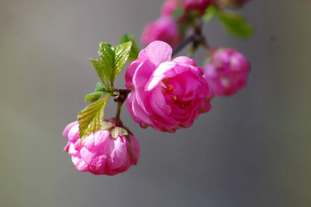 三月盛开的榆叶梅，令我家阳台上一片暖色