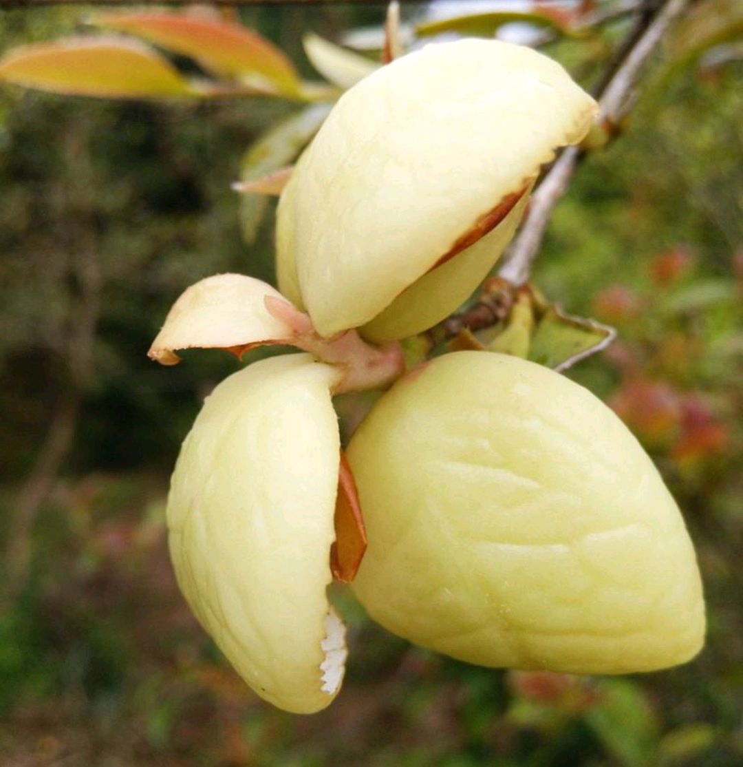 野生水果有哪些图片(图文讲解20种最常见的野生水果)-19盒子