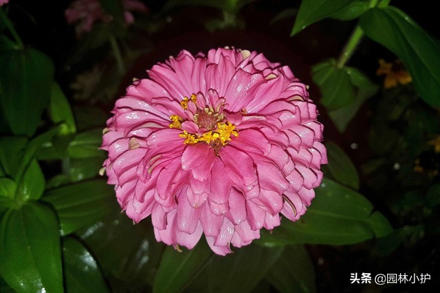 红色菊花代表什么意思（不同品种的菊花花语）