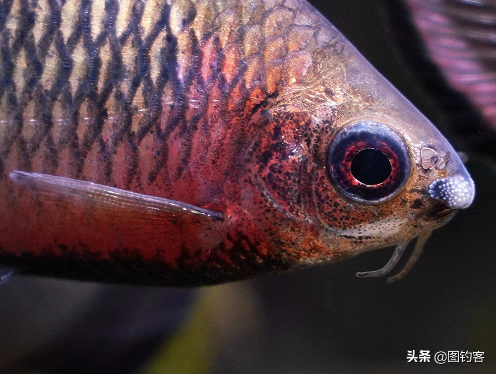 鳑鲏鱼没有人不认识，但个头大有须的鳑鲏你知道吗？它们叫“鱊”