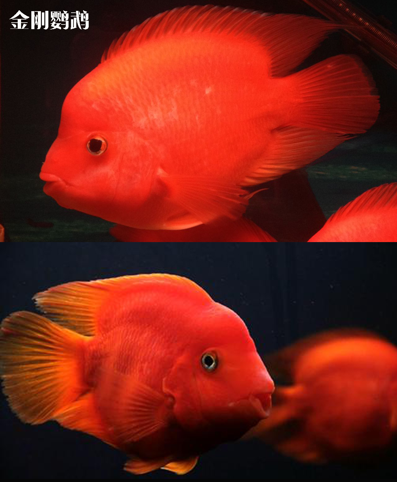 鹦鹉鱼:鹦鹉鱼为什么成为水族箱常客,又都有哪些常见品种