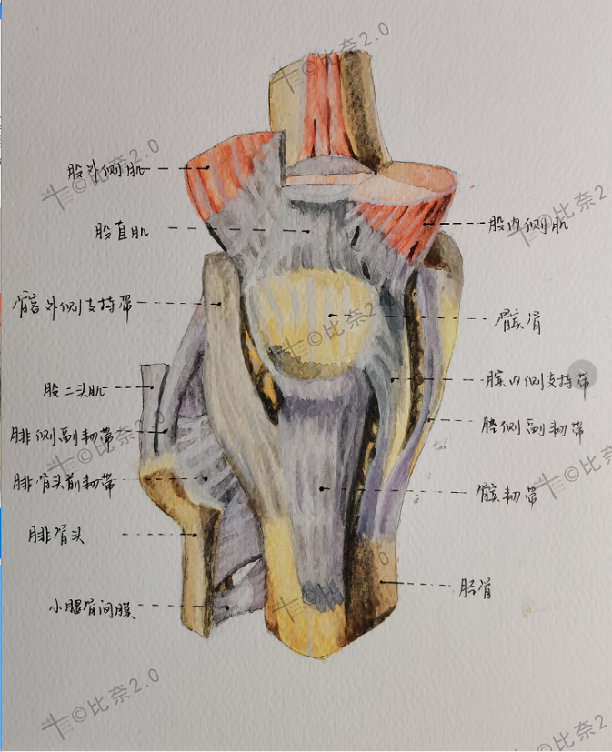 协和医学生手绘人体解剖图,堪比"艺术品",颇具美感!