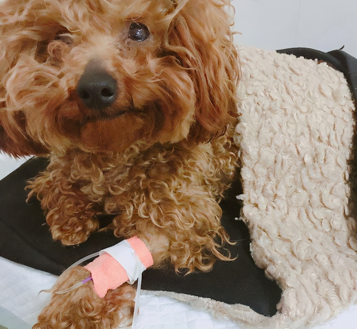 长期饲养泰迪犬的十大弊端与注意事项