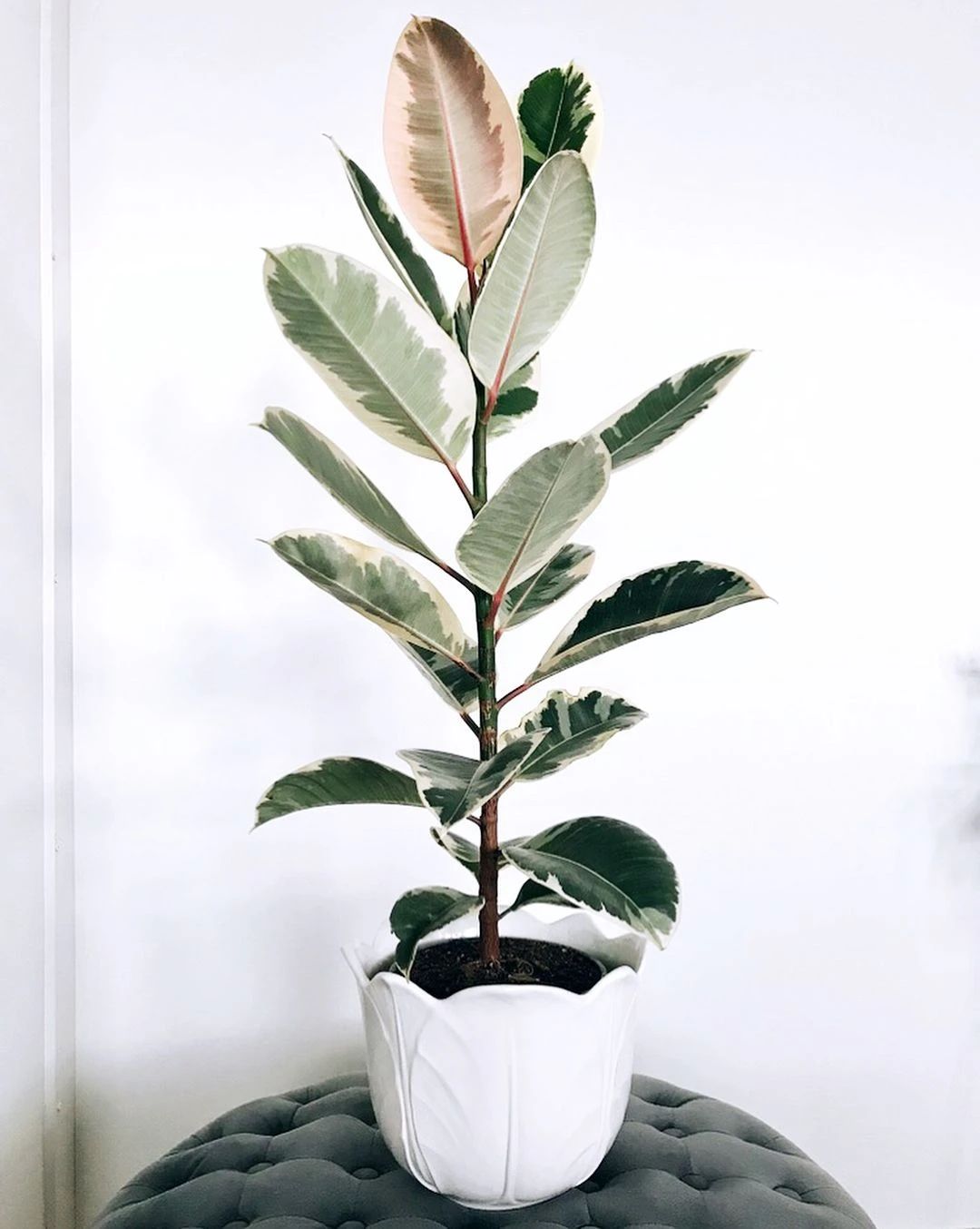 10种叶色斑斓的观叶植物集合,都适合养成室内观赏盆栽