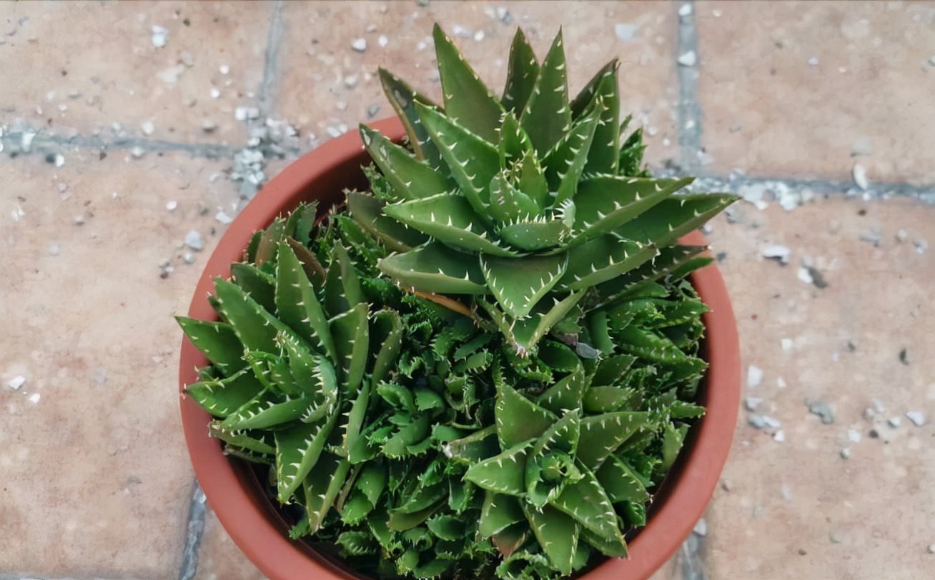 中华小芦荟怎么养比较好专业回答