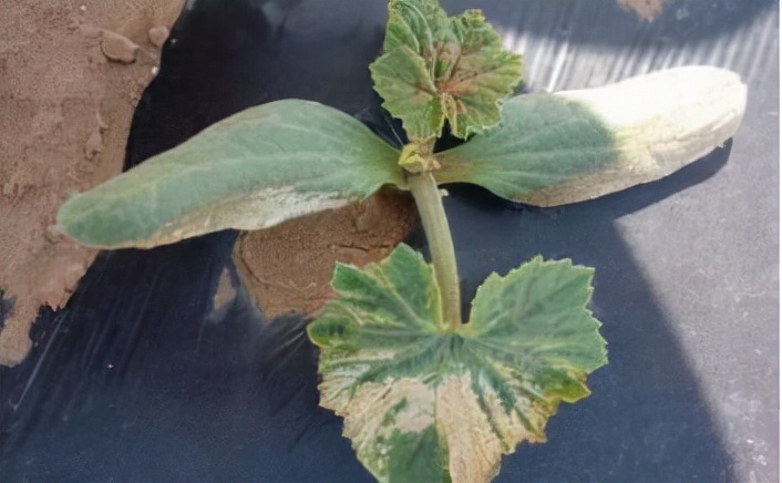 你过来,我告诉你秋冬季植物怎样养护?