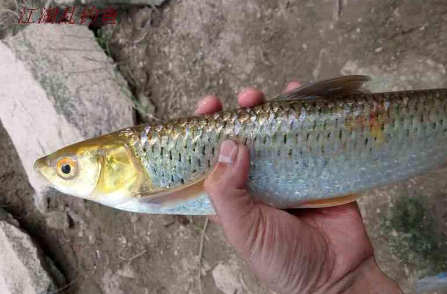 在黄河垂钓俗称“红眼棒”的野生鱼，此鱼劲道真大