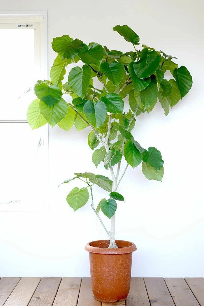 5种自然美观的大型盆栽绿植，适合养在大客厅里