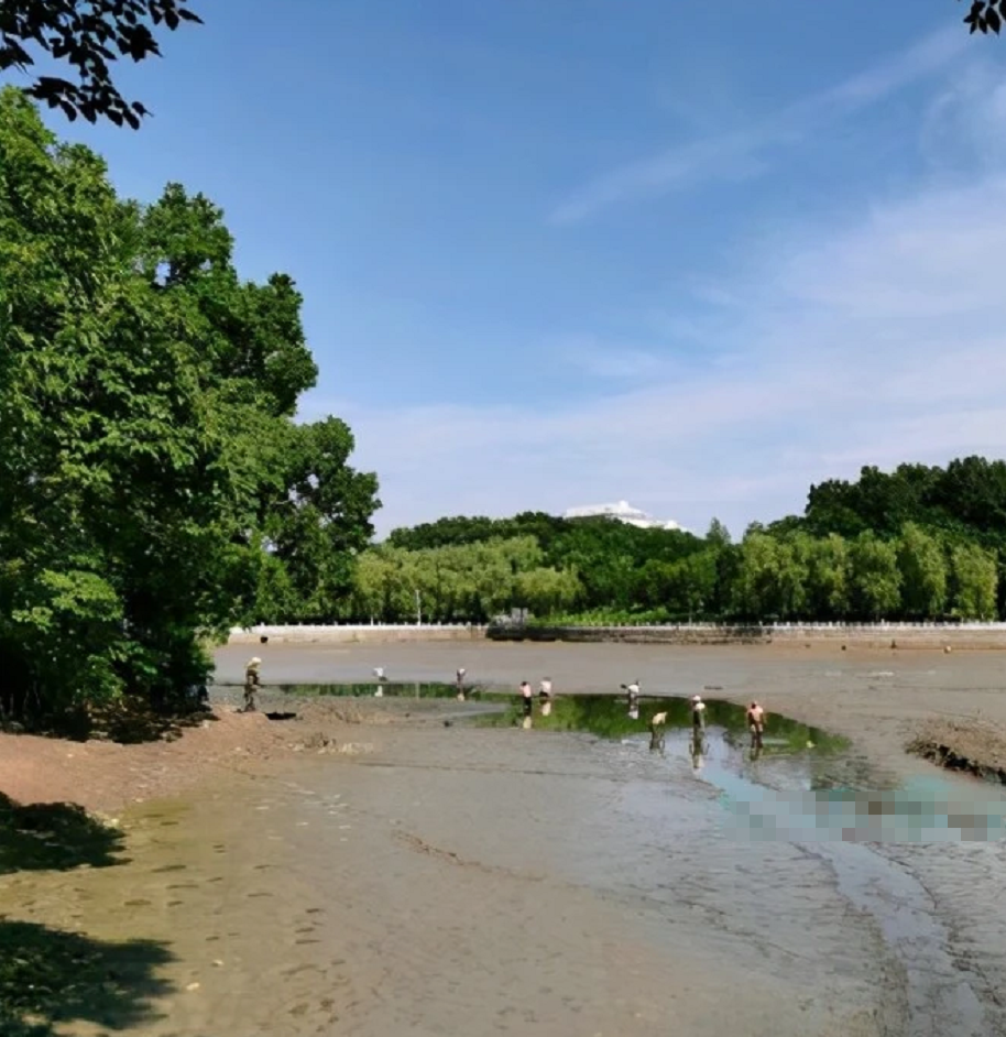 河南持续高温学校湖泊干涸，大量湖鱼被暴晒成鱼干，学生：捞了200斤