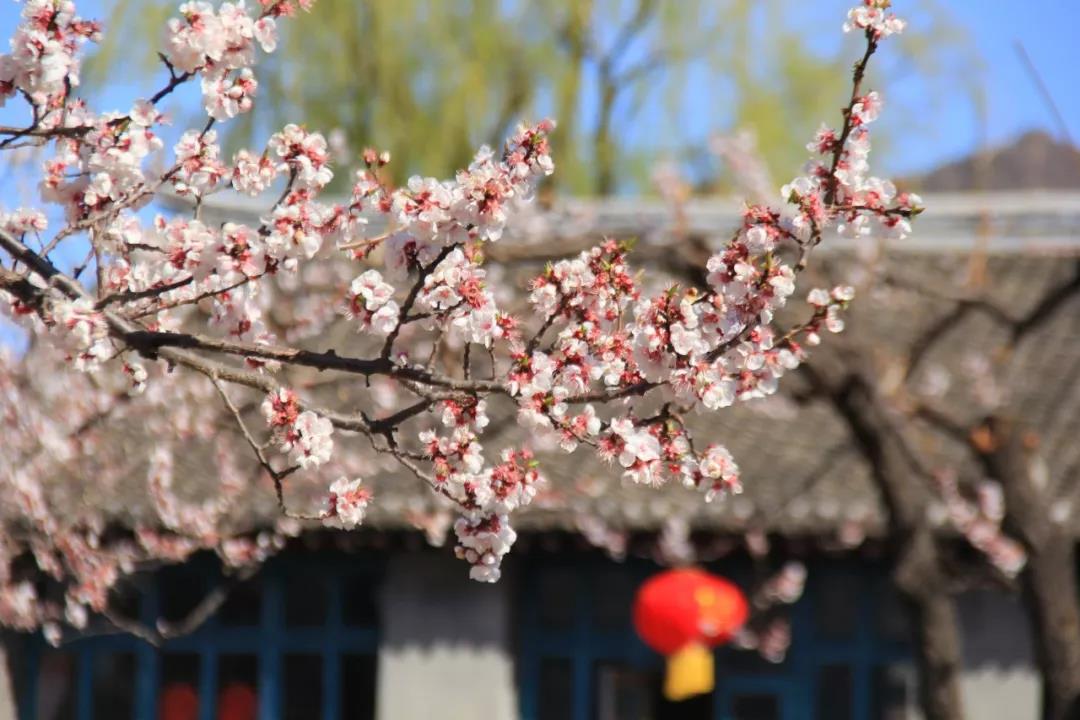 春天有什么花开,春天有什么花开放