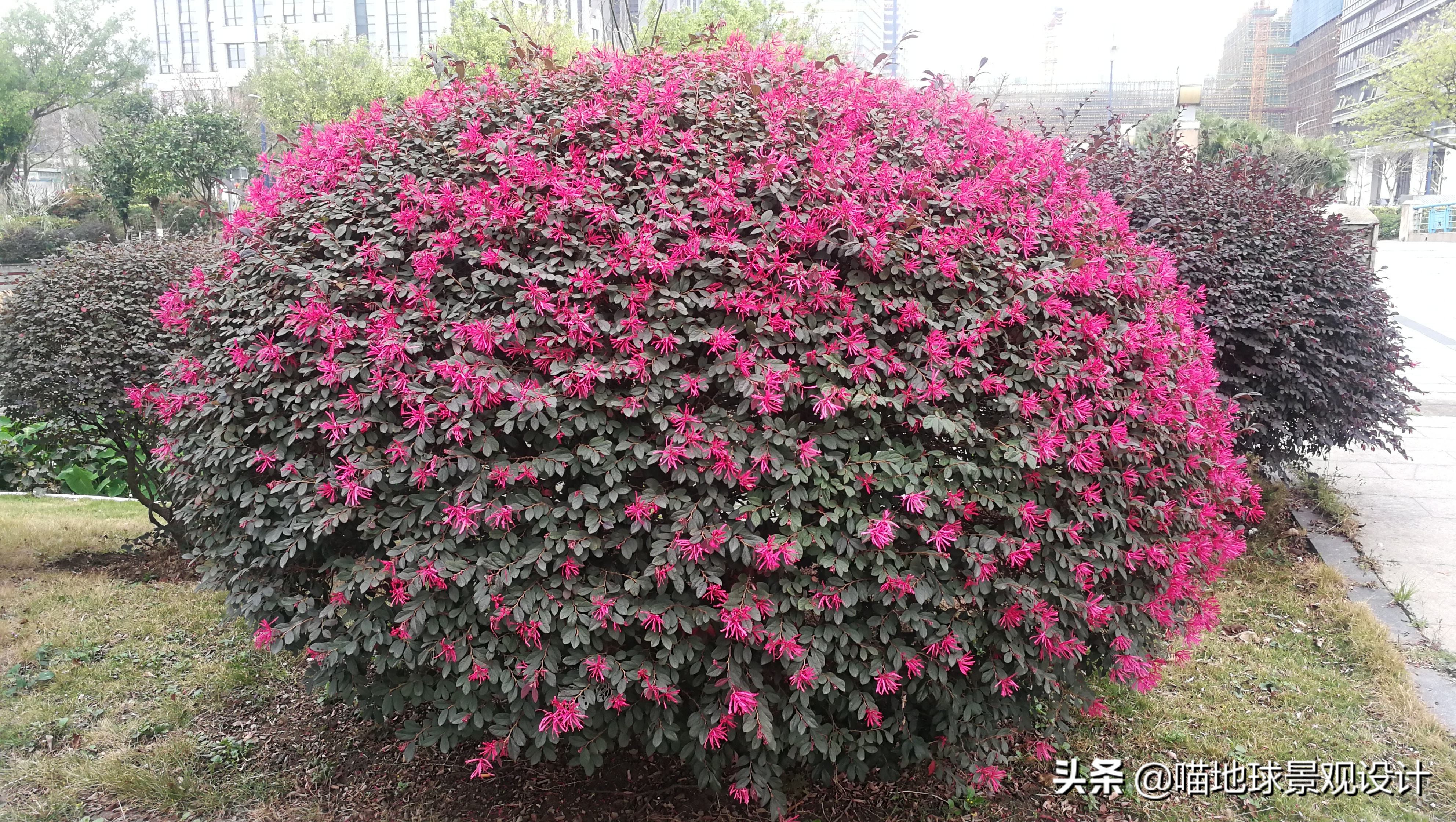 红花玉芙蓉（35种常见的球类灌木植物介绍）