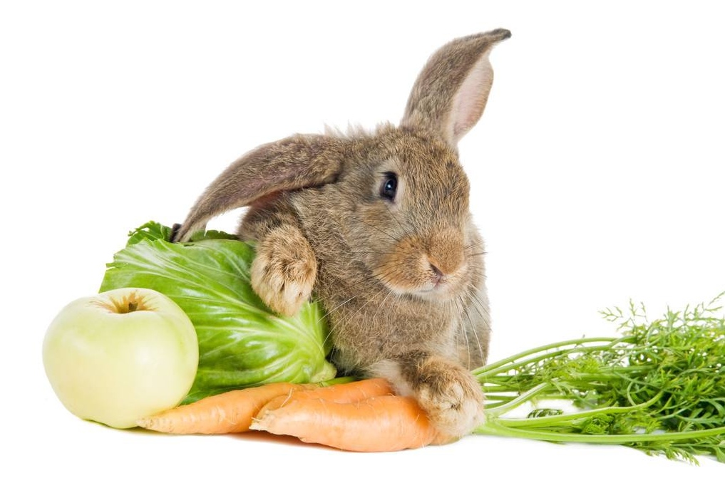 养兔经验：兔子可以吃猫的化毛片吗