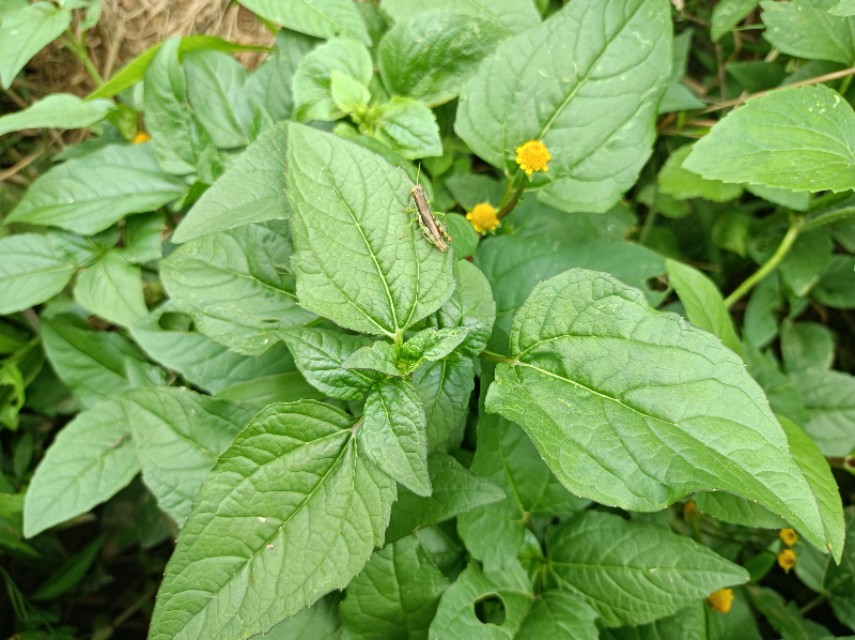 神仙草是什么植物（了解神仙草的功效与作用）