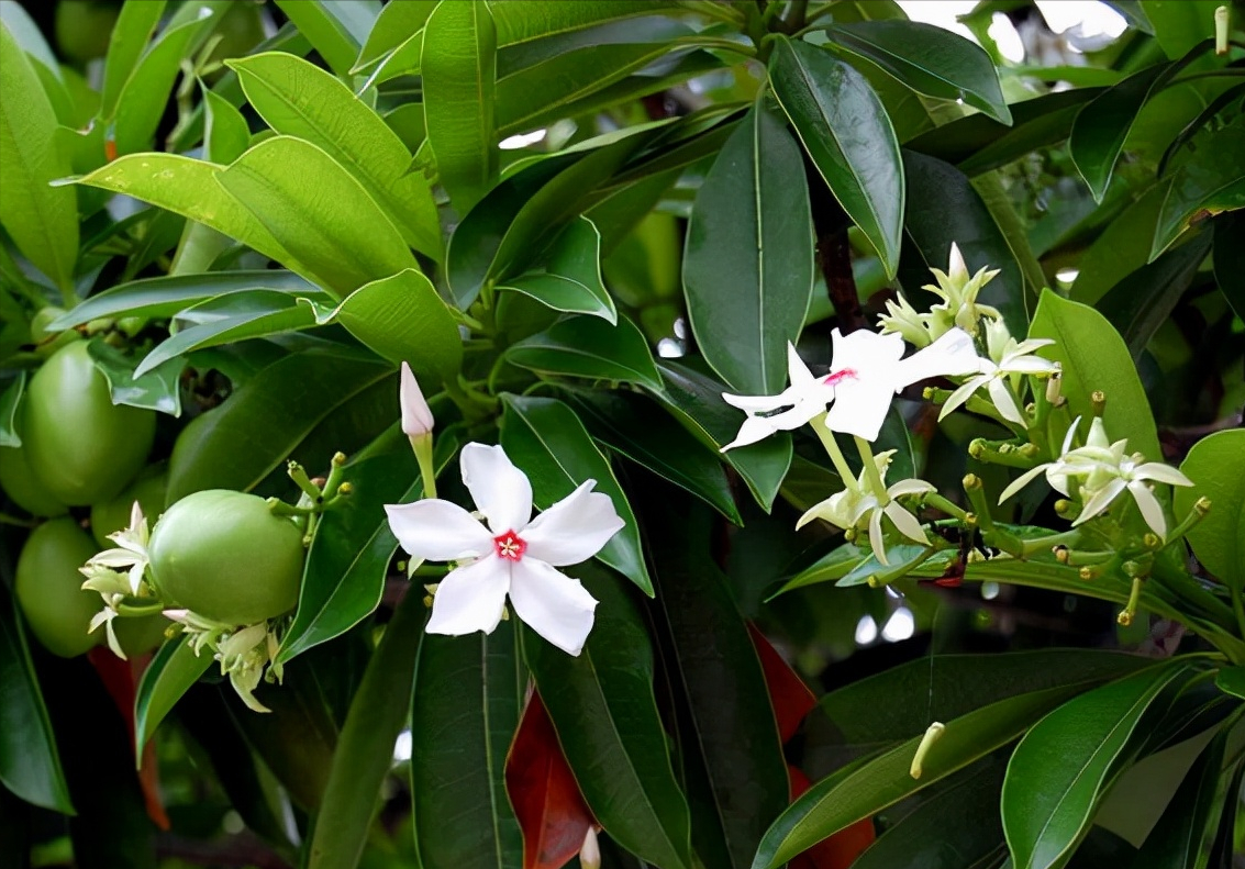 认识植物界的“六大毒树”，看到“绕道走”，涨姿势不吃亏