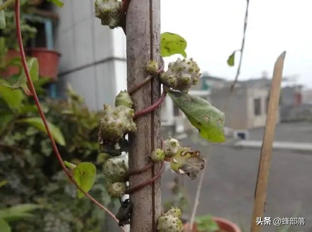 被误认为是中药材三七，农药无法消灭，如今成美食，有人靠它发财