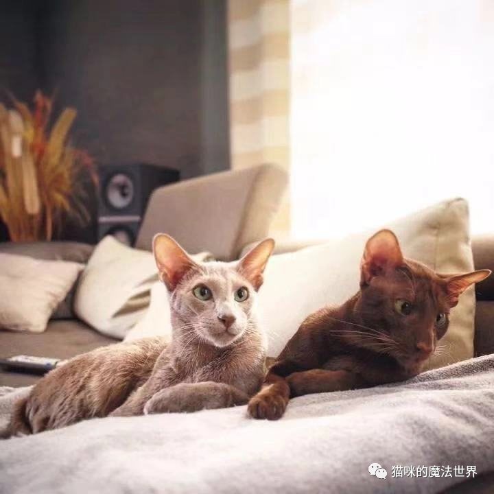 猫咪品种大盘点4：东方短毛猫