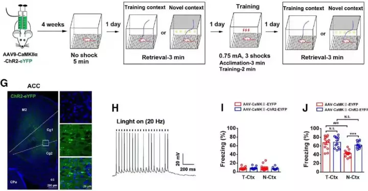 神经领域中「特异性启动子AAV」的妙用
