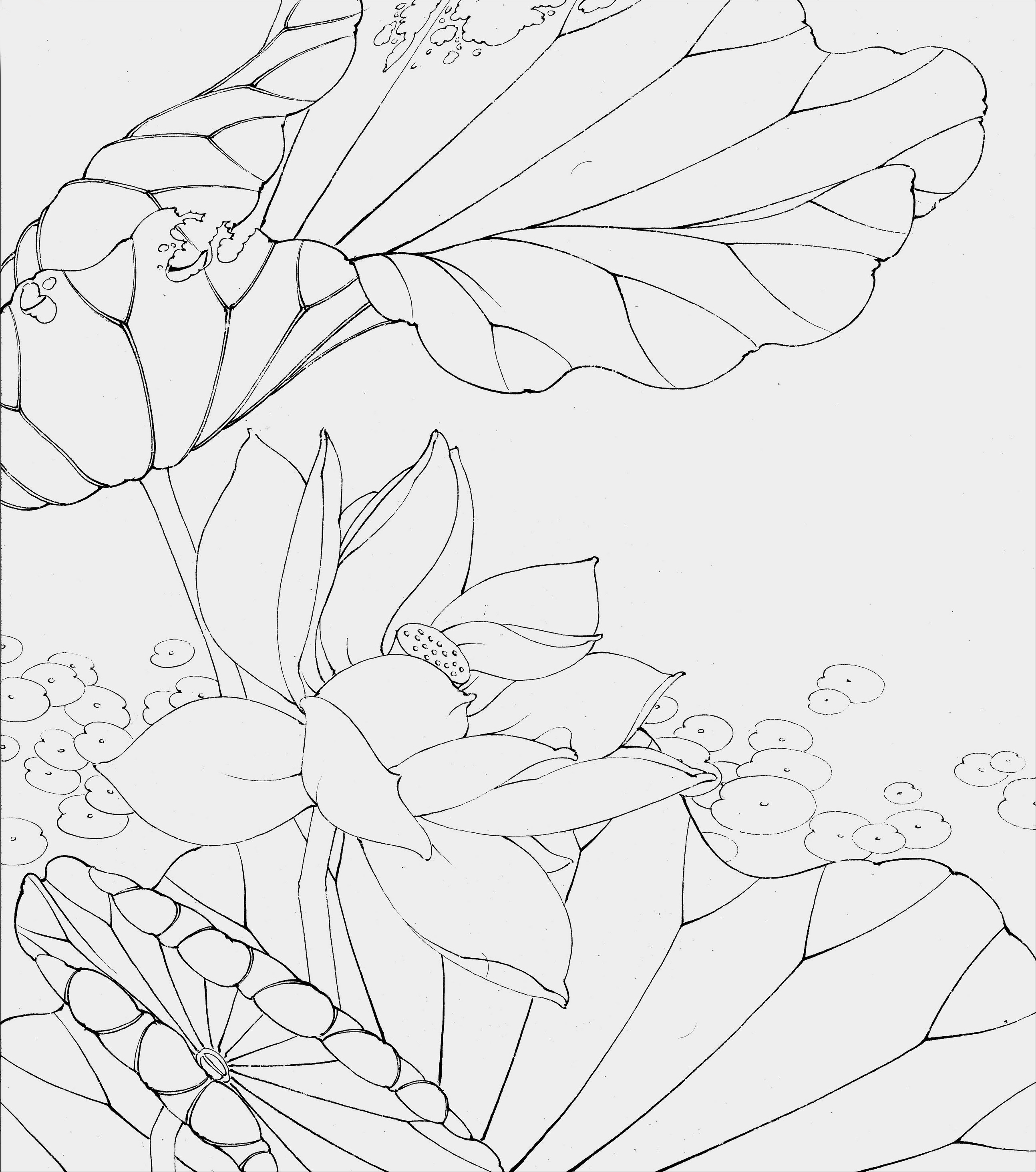 荷花白描步骤图打包下载