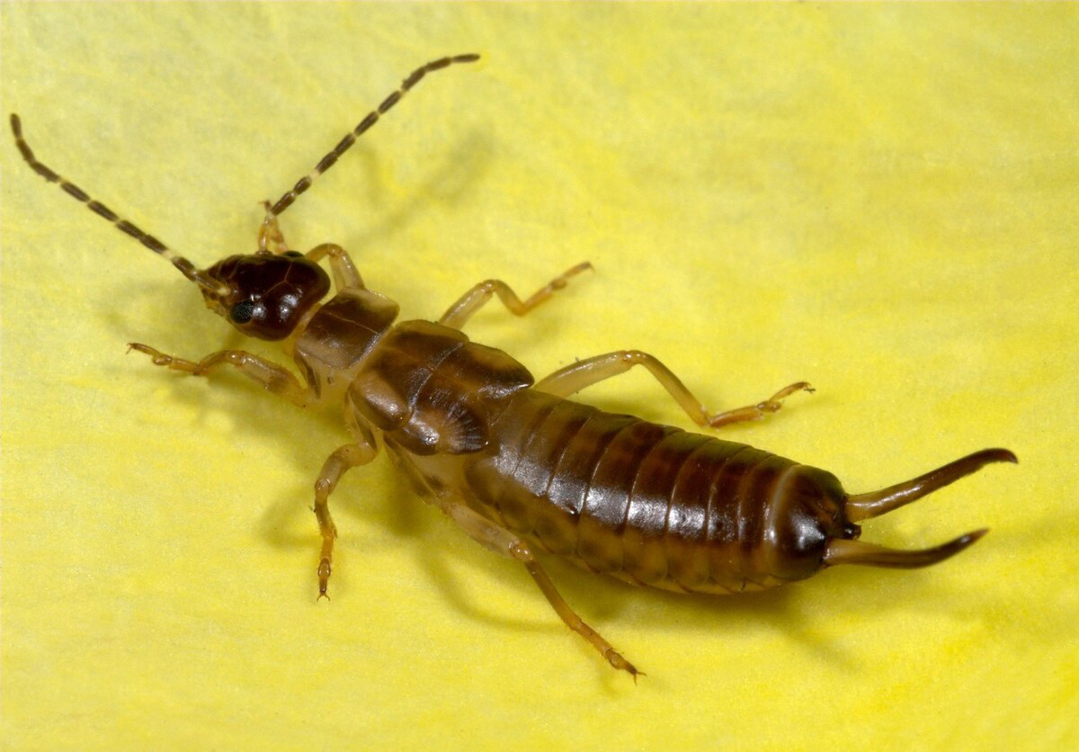 雌性蠼螋有非常强烈的护卵行为,每当产卵之后,它便会像鸟类一样趴在卵