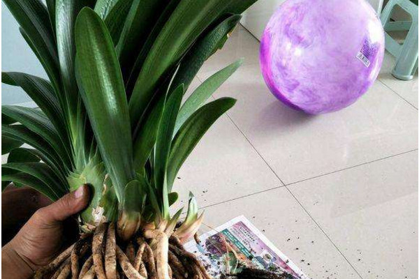 君子兰分株繁殖操作很简单,把子株切下来,根系消毒再种植!