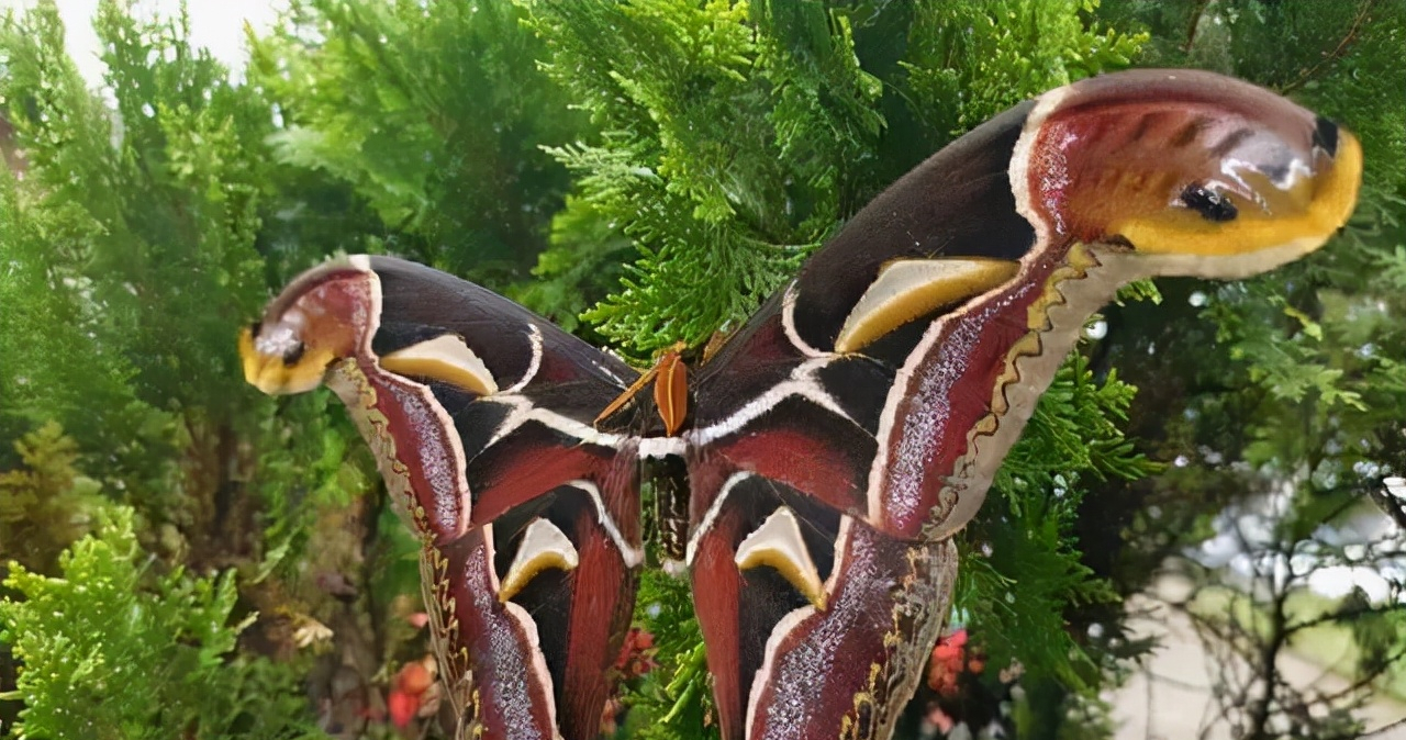 吸血蜗牛图片(可敬的人) - 赤虎壹号