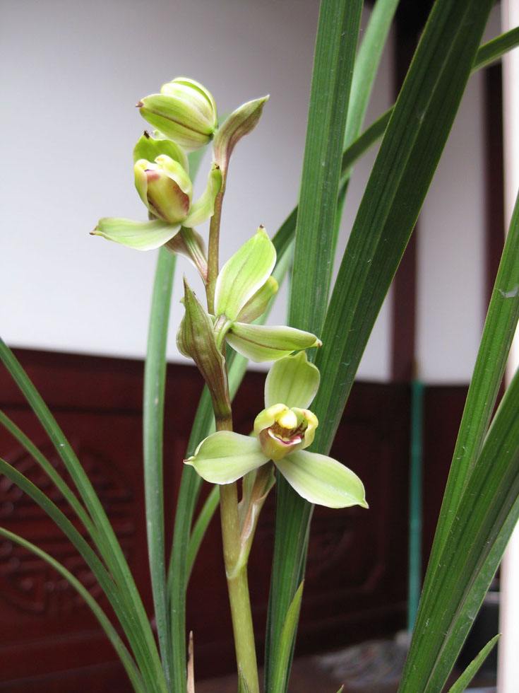 野生兰草花图片大全(兰花图谱) - 赤虎壹号