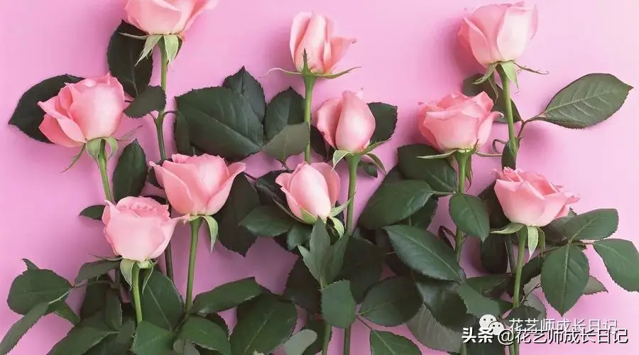 玫瑰数量的含义是什么（玫瑰花数量代表的意义）