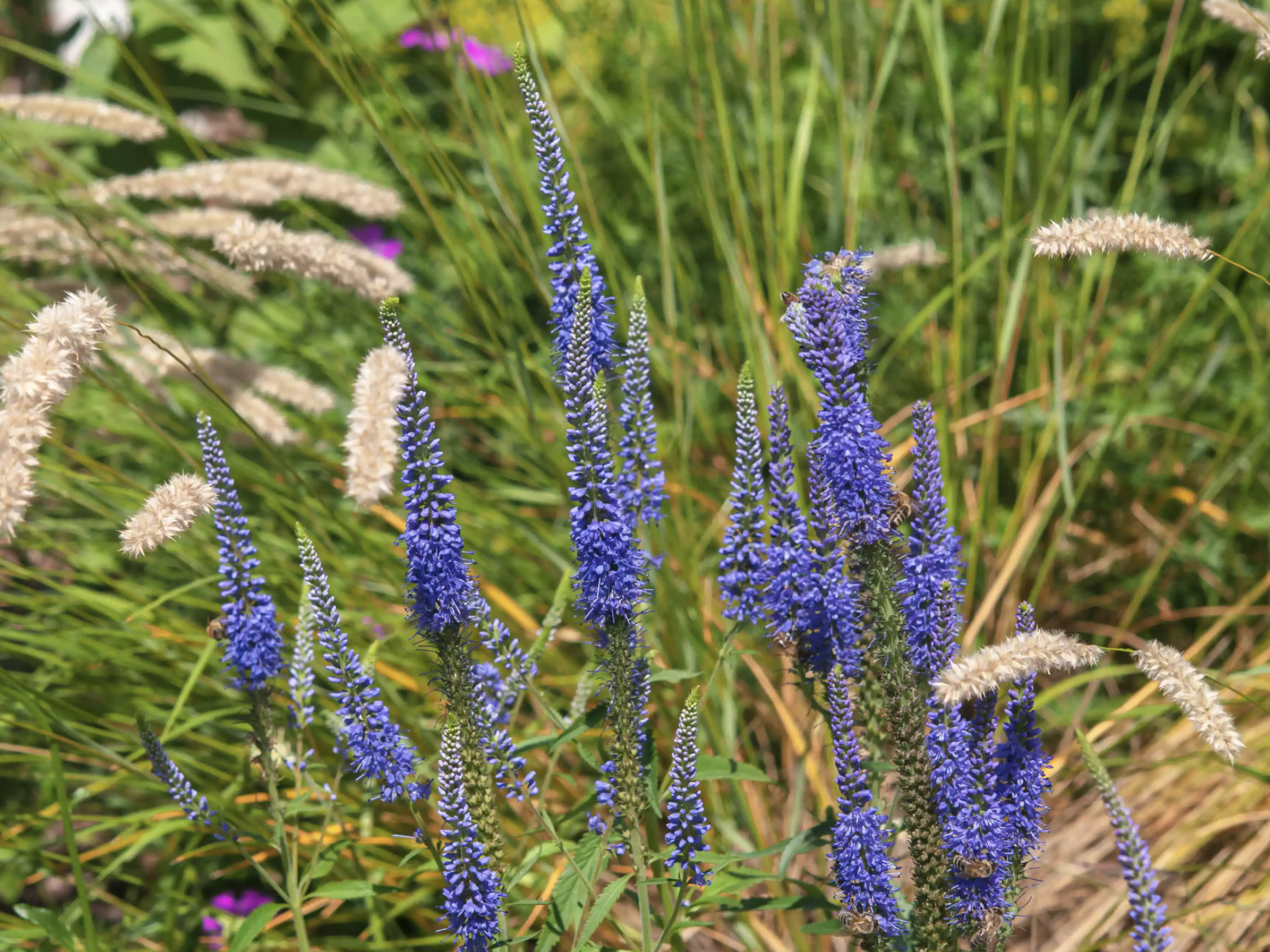 15种低矮的户外植物,容易打理,更能为花园增强整体的观景效果