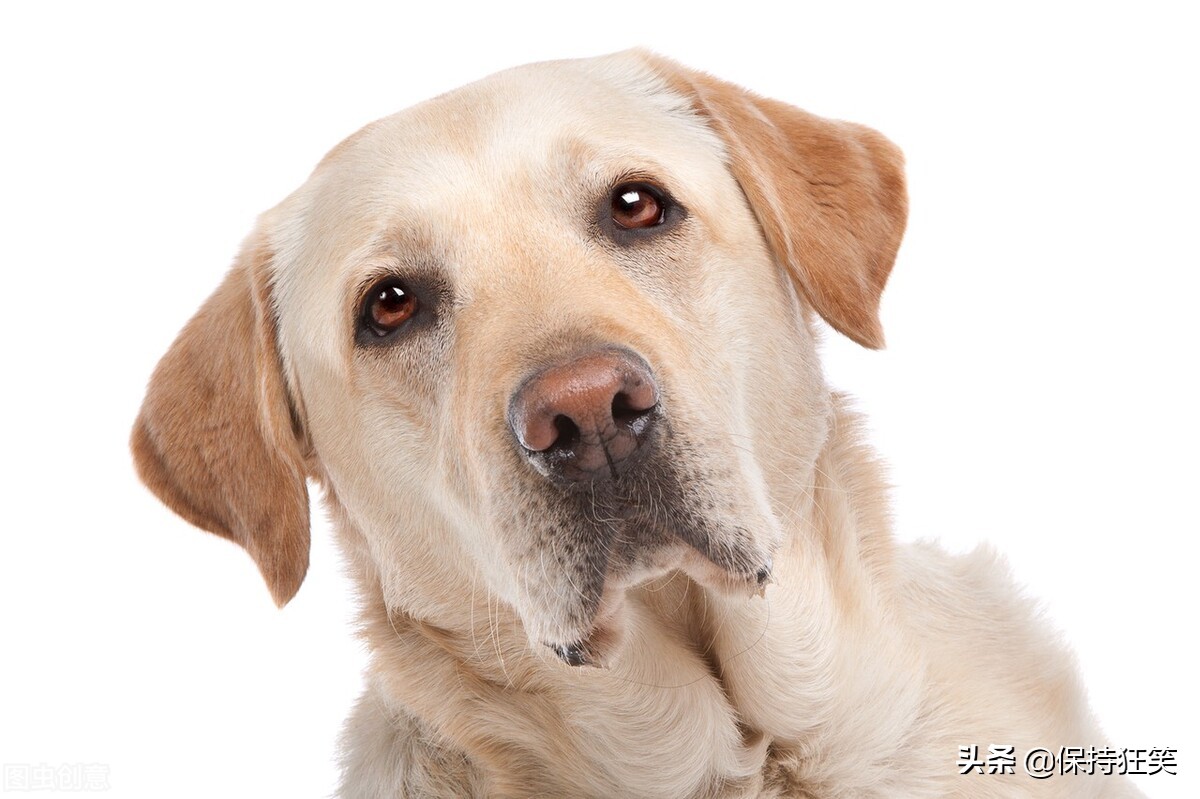 柴犬：骨相皮相俱佳，毛茸茸像小团子般可爱。其忠诚度也让人惊喜。