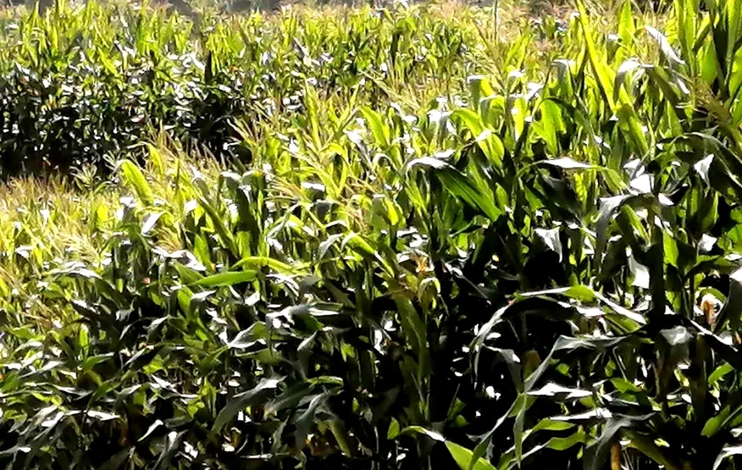 原创散文：安静，没人打扰，只听见哗哗流过的河水声