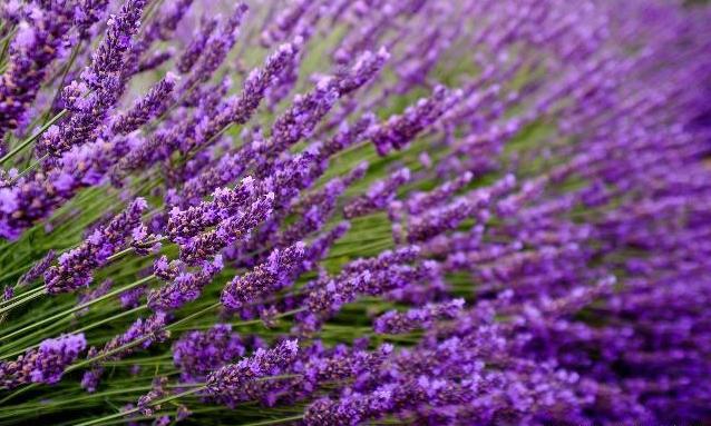 薰衣草中遇浪漫，馥郁香气等爱情