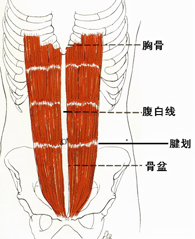 腹肌就是一块普通的肌肉？关于腹肌的5大误区