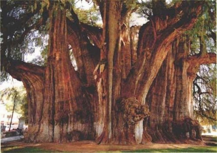 世界上最小的树（乾隆皇帝竟然亲自为它命名!）-第3张图片