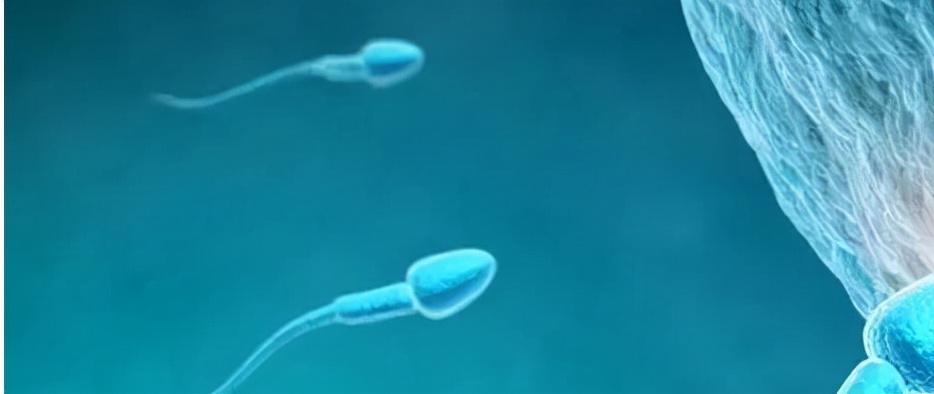 可拉长成丝,能润滑我们尿道的作用,是我们能射出"小蝌蚪"的最初样子