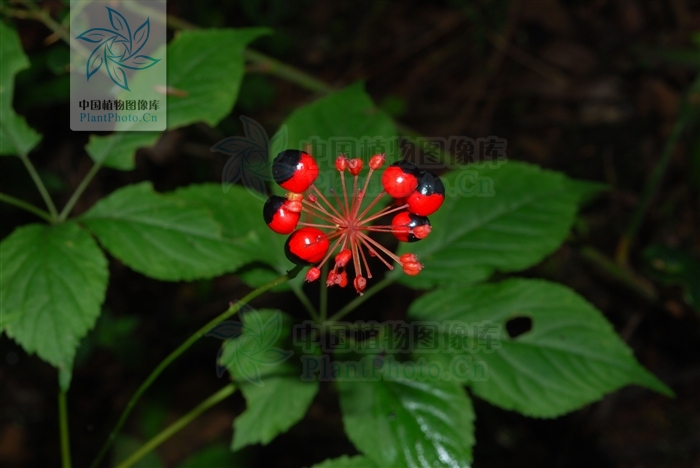 竹节参,见过吗?能滋补强壮,散瘀止痛,止血祛痰