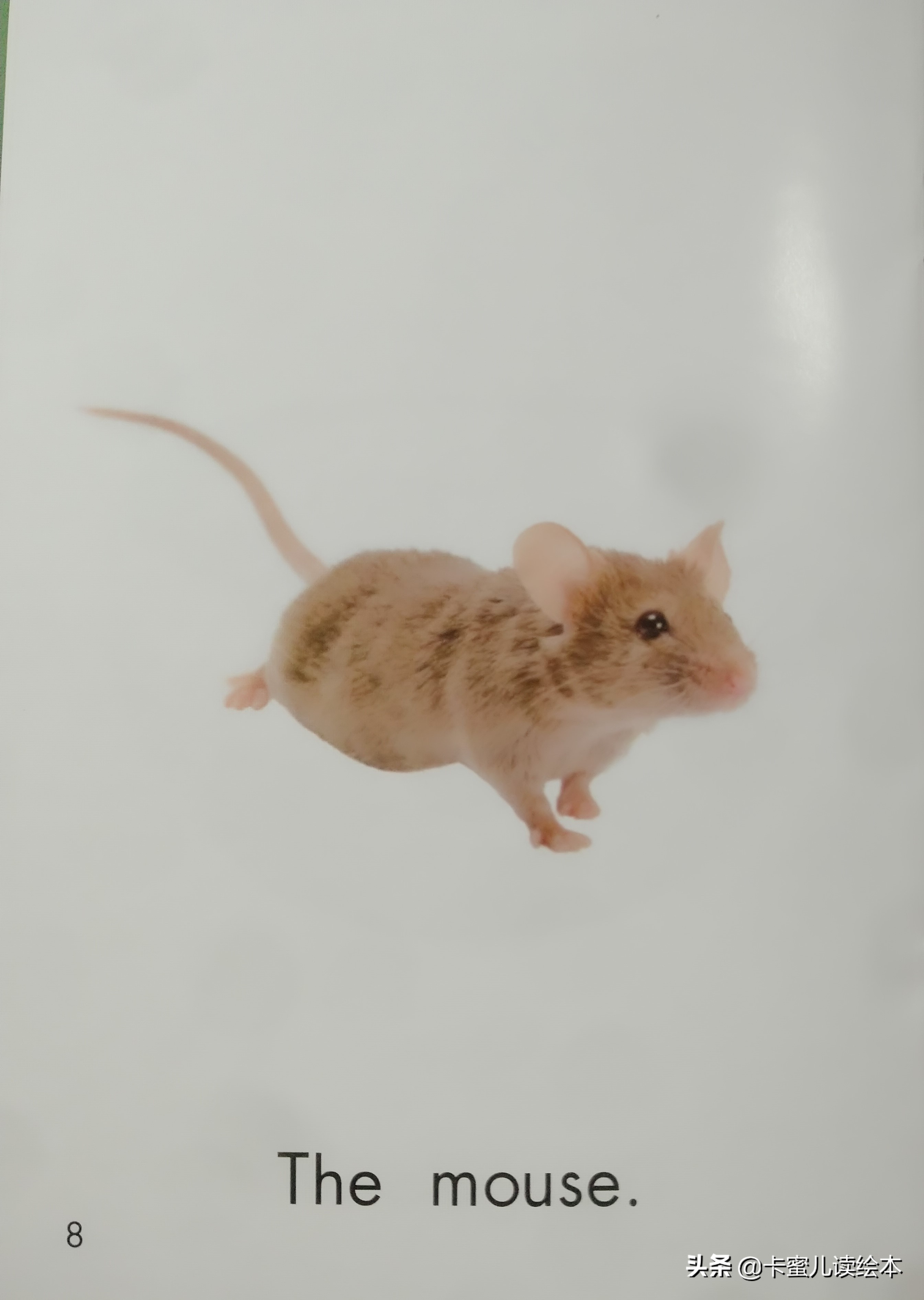 英文有声绘本故事《Pets》宠物