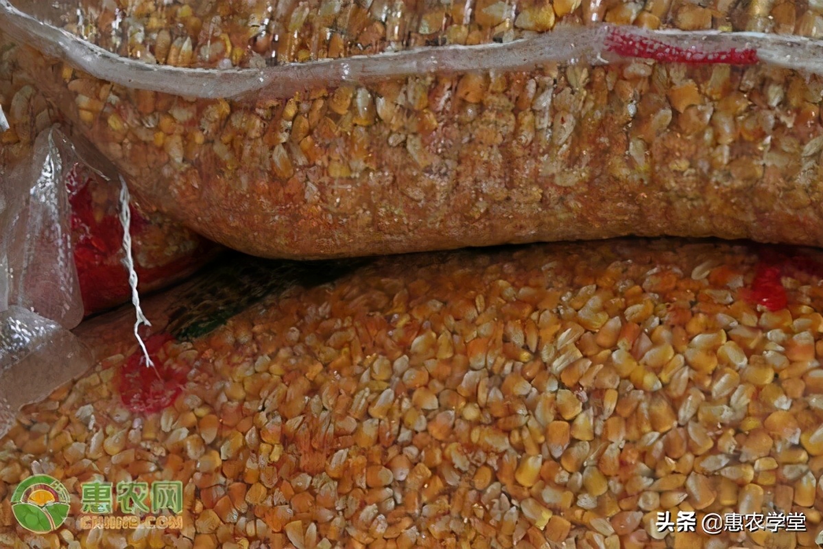 今日玉米价格多少钱一斤？2021年2月20日玉米价格最新行情