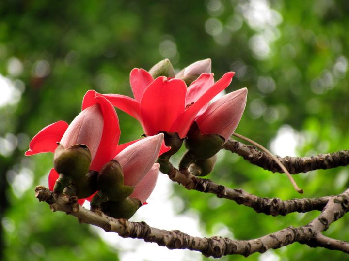 木棉花有几种颜色的花(木棉花的种类颜色大全)