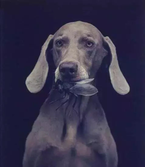 国外十种顶级猎犬，杜高才排第四，第一你想不到