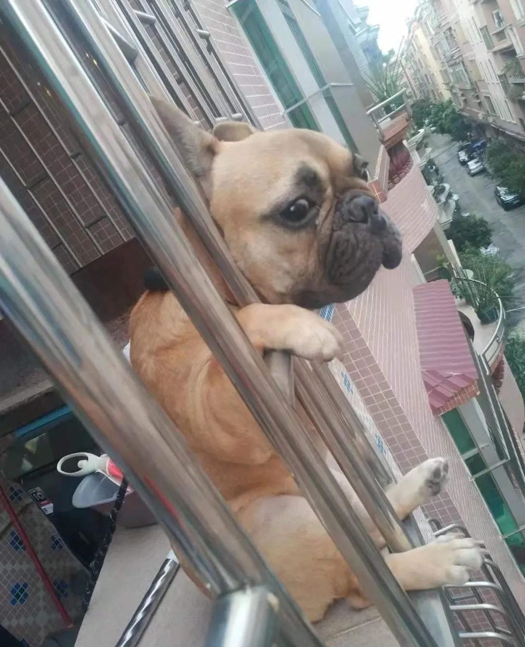 斗牛犬趴在阳台上看风景，背影和表情太有戏，这是外面有狗了？