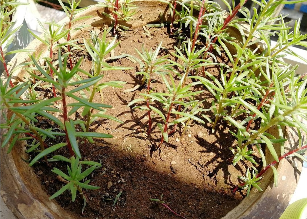 太阳花小苗期,提前给它做4件事,植株长得旺,开花满盆