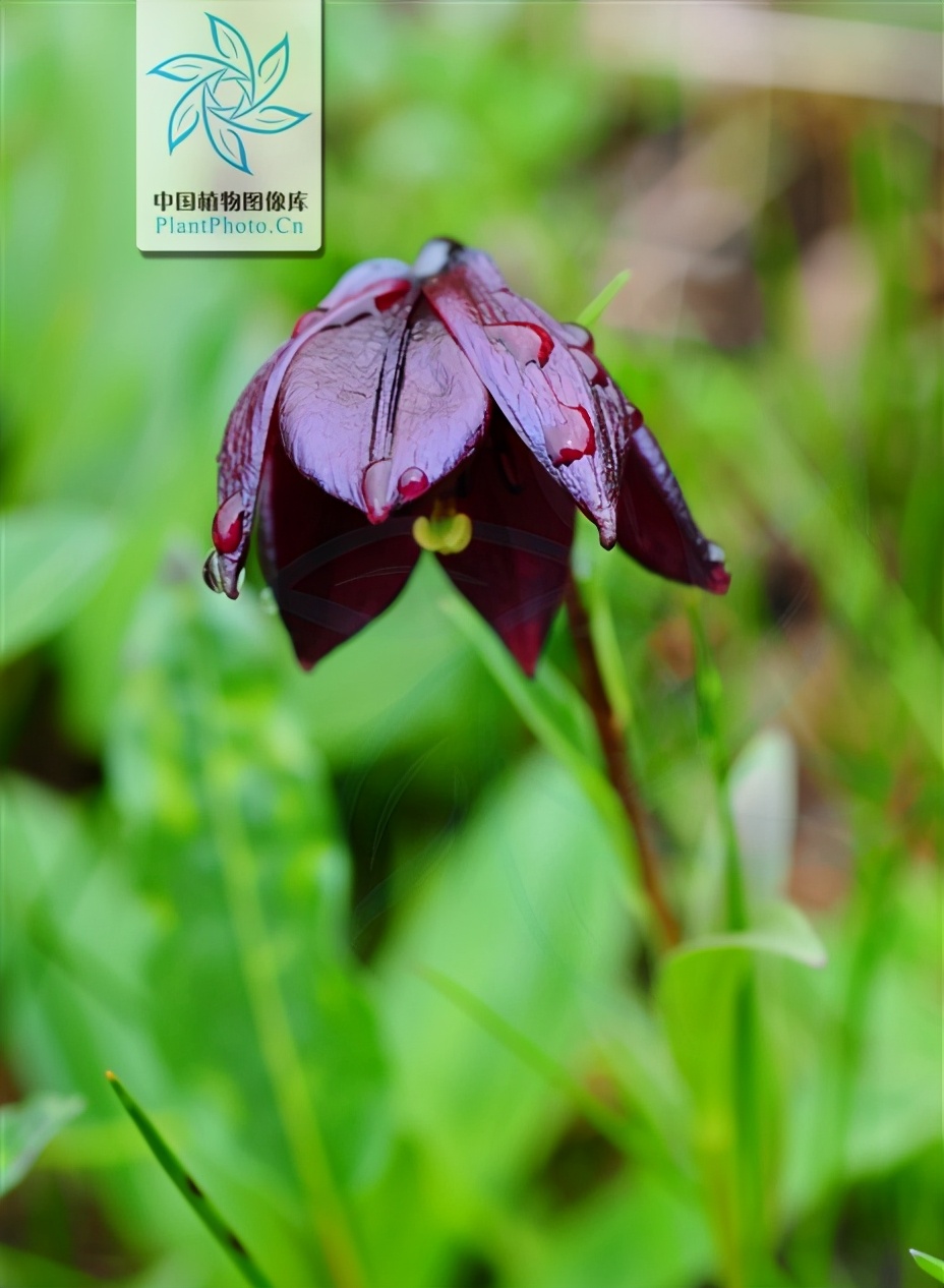 紫花百合是百合科,百合属多年生球根类草本植物.