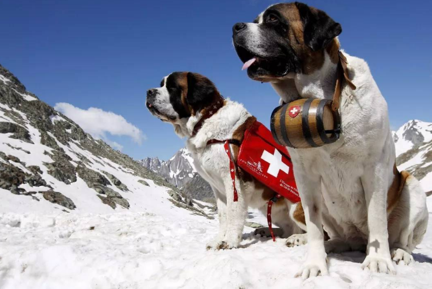 圣伯纳幼犬多少钱一只作为瑞士
