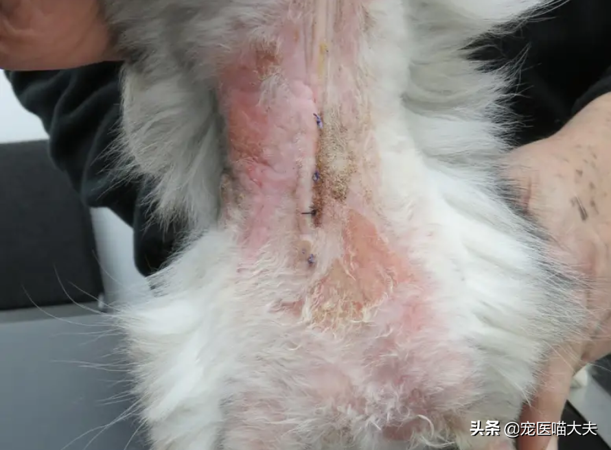 一文读懂:如何识别,治疗猫咪蠕形螨感染?