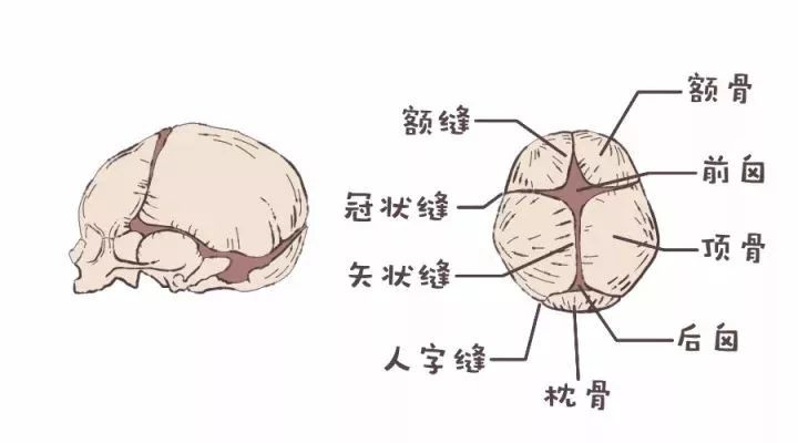 宝宝的囟门一碰就会傻？看看这篇文章你就知道了！​