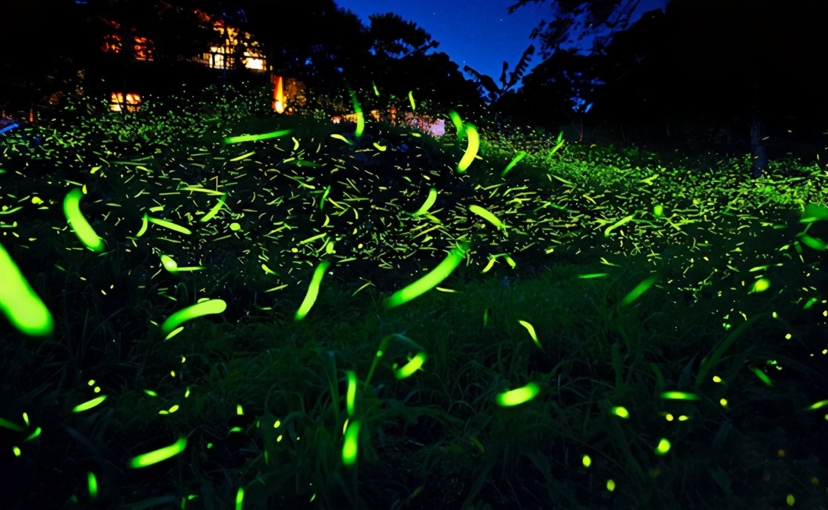 描写萤火虫的外貌优美句子_晶羽科技