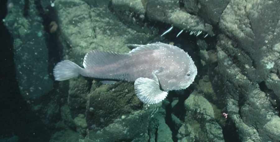 The Blobfish before and after the extreme tissue damage it suffers