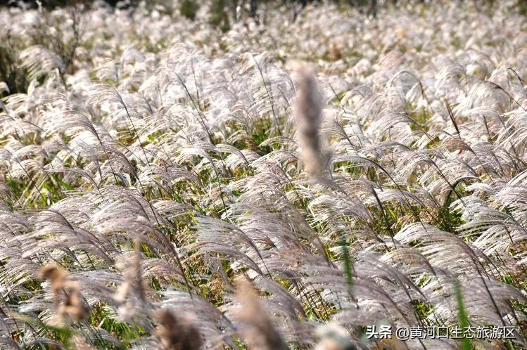 【黄河口生态旅游区】我已最美 欢迎回家