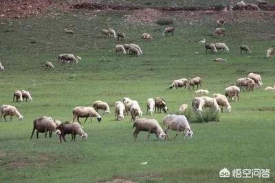 《内蒙古大草原上的羔羊》---内蒙古之行系列美文