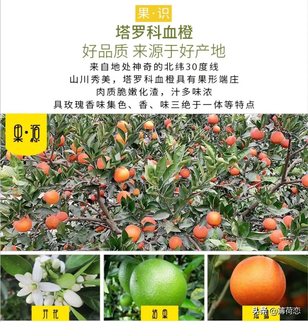 （原创）32种橘橙柚大集合之二，喜欢哪个快来看看哦